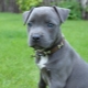 Blue Staffordshire Terrier: como ele se parece e como cuidar dele?