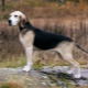 Хрътки кучета: сортове породи, особености на тяхното съдържание