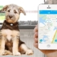 GPS тракери за кучета: защо са необходими и как да ги изберем?