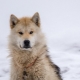 Grönlandi kutyák: fajtajellemzők és tartalom