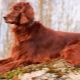 Irish Setter: breed profile, temperament and grooming tips