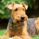 Irish Terrier: Sorten, Pflege- und Fütterungsregeln