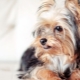 Yorkshire Terriers: estándares de raza, carácter, variedad y contenido