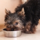 Como e o que alimentar Yorkshire terriers?