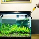 Como e com o que você pode fazer fertilizantes para plantas de aquário com suas próprias mãos?