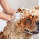 Hur man tvättar en hund?