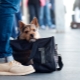 Как да транспортираме кучета във влак?