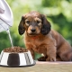 Как да накисвате суха храна за кученца?