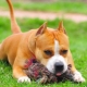 ¿Cómo educar y entrenar al Staffordshire Terrier?