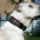 Wie wählt man ein Halsband für Hunde großer Rassen?
