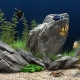 Pedres d'aquari: tipus, selecció i aplicació