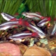 Kardinál: chov a péče o akvarijní ryby
