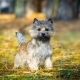 Cairn Terrier: a fajta jellemzői, tartalma és a becenév választása