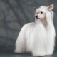 Chinese Crested Down Dog: all about the breed