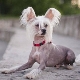 Chinese Crested Dog: Beskrivelse og innholdsmetoder