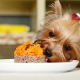 Ζωοτροφές για το Yorkshire Terriers: τύποι, επιλογές και διατροφικά πρότυπα
