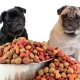Thức ăn Pug: loại và tính năng của sự lựa chọn