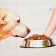 Хранене от холистичен клас за кучета: съставни характеристики, видове и критерии за подбор