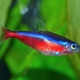 Kırmızı neon: balıkların tanımı, saklanması ve ıslahı