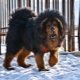 Големи породи кучета: общи характеристики, оценка, подбор и грижи