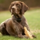 Kurzhaar: وصف مظهر وطبيعة الكلاب ومحتواها