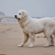 Kuvas: descrierea rasei de câini, temperament, îngrijire