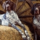 İşaret köpekleri: türlerin tanımı ve saklamanın sırları