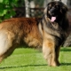 Леонбергер: характеристики на породата и правила за отглеждане на кучета