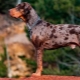 Катапула от леопардово куче: описание, предимства и недостатъци, темперамент, правила за грижа