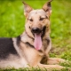 Mestiço de cão pastor: características, tipos e dicas de seleção