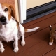 Puppy and adult dog metrics: what is it and how to fill it?