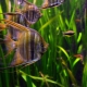 Rauhallinen akvaariokala: kuvaus ja valinta