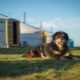 Mongolischer Schäferhund: Beschreibung der Rasse, Natur und Inhalt