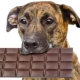 Czy można podawać psom słodycze i dlaczego to uwielbiają?
