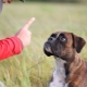 ¿Es posible castigar a un perro y cómo hacerlo bien?