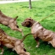 Gossos inflats: característiques i visió general de les races