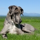 Dogue alemão: características para cuidados com raças e cães