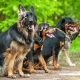 Немски породи кучета