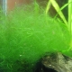 Szálat az akváriumban: az algák okai és a kontroll módszerei