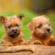 Norfolk Terrier: características de raza y reglas de cuidado