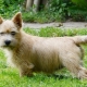 Norwich Terrier: plemeno rysů a tajemství jeho obsahu