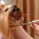 Nožnice pre psov: odrody, požiadavky a tipy na výber