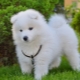Overview of White Fluffy Dogs
