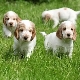 Описание на английските породи кучета