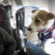 Features of transporting dogs on an airplane
