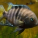 Akvariumo žuvų cichlidų laikymo ypatybės