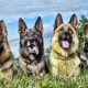 Cães pastor: tipos, características, seleção e dicas de cuidados
