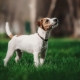 Parson Russell Terrier: descrição da raça e características de seu conteúdo