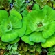 Pistia: είδη και περιεχόμενο φυτά ενυδρείου
