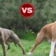 Pit Bull und Staffordshire Terrier: die Hauptunterschiede